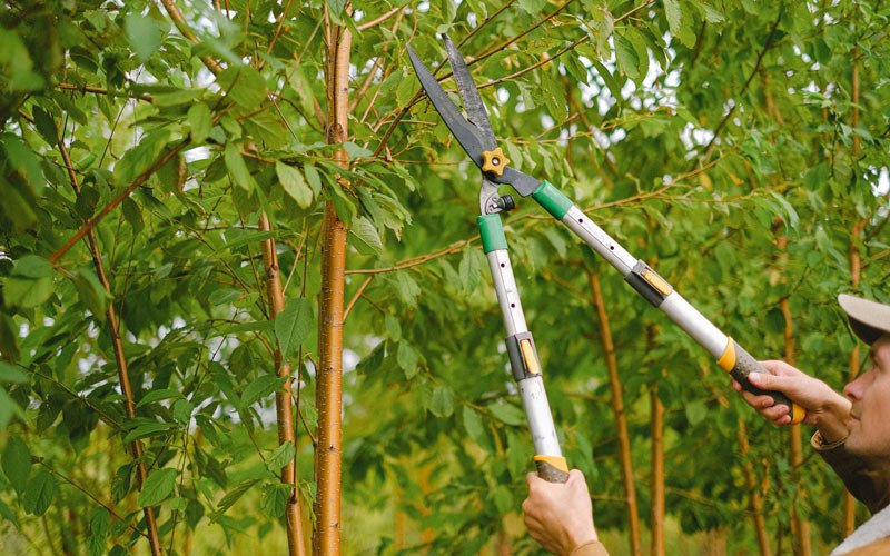 Tree trimming in Nilwood, IL
